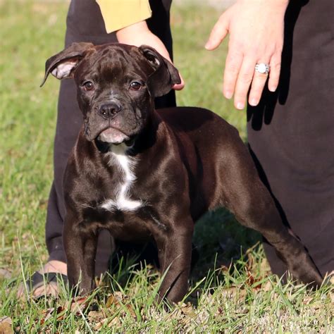 Make sure you take them to a vet at regular intervals to get their development checked english bulldogs are not the most active dogs, but they do still require their daily walks. Puppies For Sale - Evolution Olde English Bulldogges