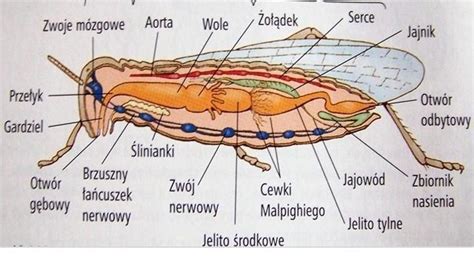Jak nazywa się narząd wymiany gazowej u owadów? Jak wygląda? - Brainly.pl
