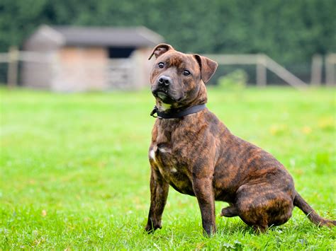 Staffordshire Terrier Brindle American Staffordshire Terrier Breed