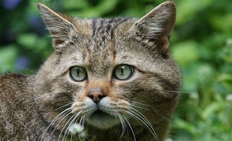 Dónde Vive El Gato Montés En España Mucha Montaña