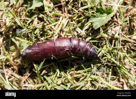 Pupa Of The Sphinx Moth Eumorpha Pandorus Stock Photo Alamy