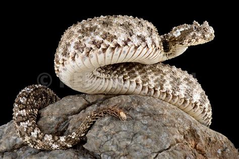 Reptiles4all Spider Tailed Horned Viper Pseudocerastes Urarachnoides