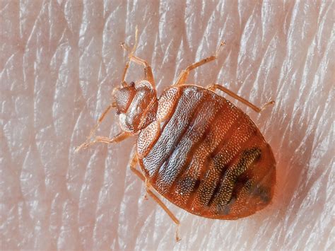 Where Do Bed Bugs Come From Identify Bed Bugs And Bites
