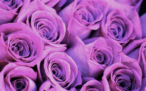 🔥 74 Purple Roses Wallpaper Wallpapersafari