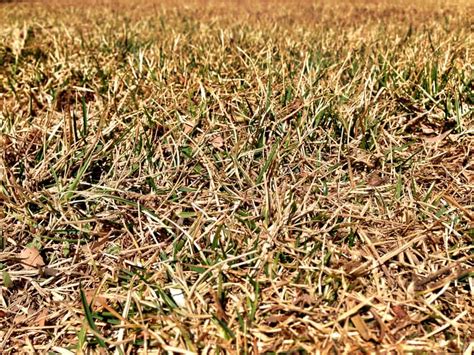 Grass Turning Brown Despite Watering Causes Fixes