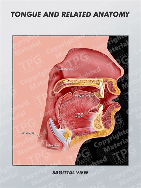 Tongue Diagram Anatomy