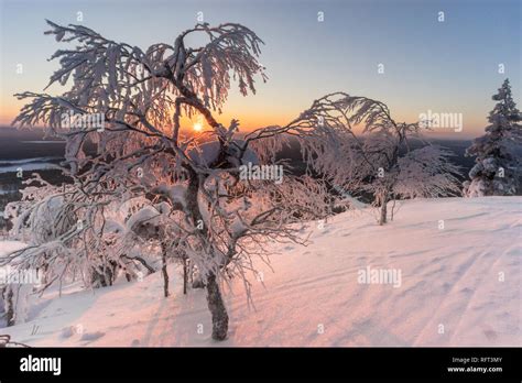 Sunrise With Snow Covered Frozen Trees In Finnish Lapland Picture Was