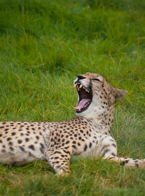 Cheetah Yawning | Cheetah yawning at Whipsnade Zoo ...