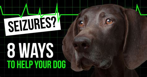 The good news is that most dogs would have to eat a lot of litter before it could cause a blockage. Seizures In Dogs: Natural Options That WORK | Dog seizures ...