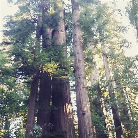 Santa Cruz Redwoods Photograph By Ashley Baker Fine Art America