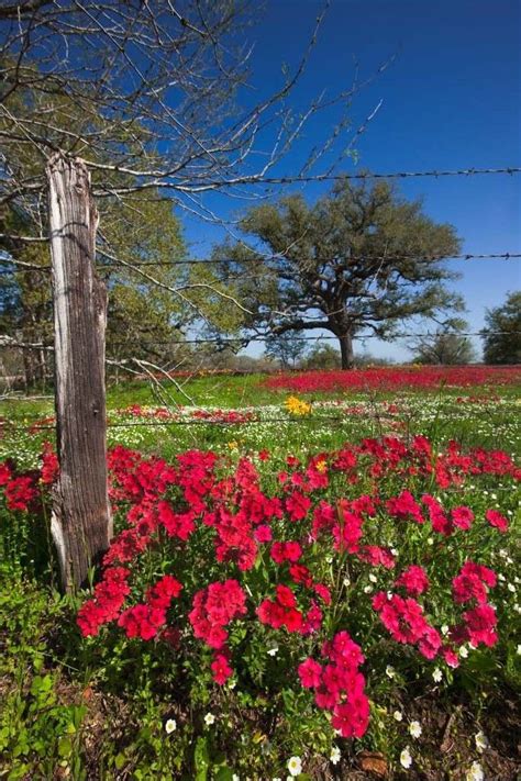 Spring In Texas Beautiful Texas Wildflowers In Dewitt County Picture