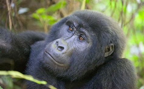 Why Go On A Gorilla Safari In Uganda Great Green Travel