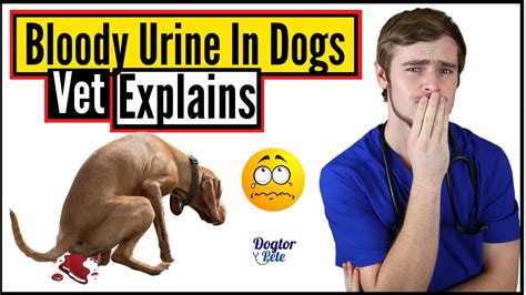 Top 8 Most Common Causes Of Bloody Urine In Dogs Why Is My Dog Peeing