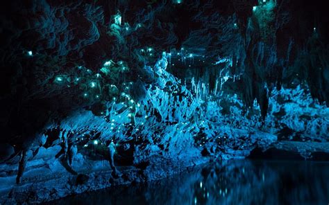 Carnivorous Glowworms Turn Caves Into Stunning Starscapes Arachnocampa