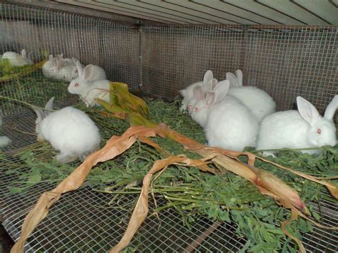 Crianza De Conejos En Perú Crianza De Cuyes Conejos Y Mascotas
