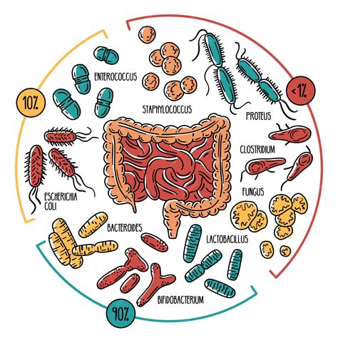 Premium Vector Infographics Of The Human Intestinal Flora Gut