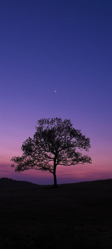 1080x2400 Dark Sky Tree Purple Sky Nature 1080x2400 Resolution