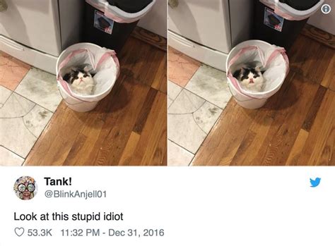 27 Tweets That Prove Cats Are Too Pure For This World Funny Cats