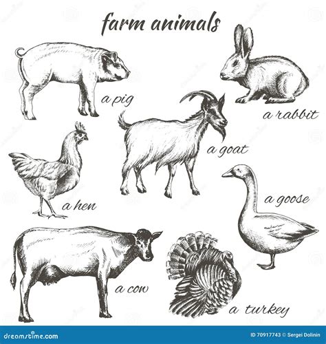 Set Of Vector Sketch Illustrations Of Farm Animals Stock Vector