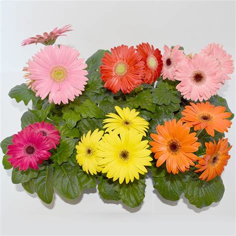 Indoor Plant For July Gerbera Daisy Life Is A Garden