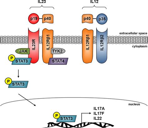 Frontiers Role Of The IL23 IL17 Pathway In Crohns Disease