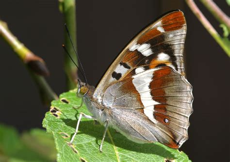 We did not find results for: Butterfly Conservation - Purple Emperor