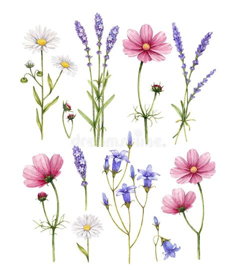 Wild Flowers Collection Watercolor Illustrations Aff Flowers