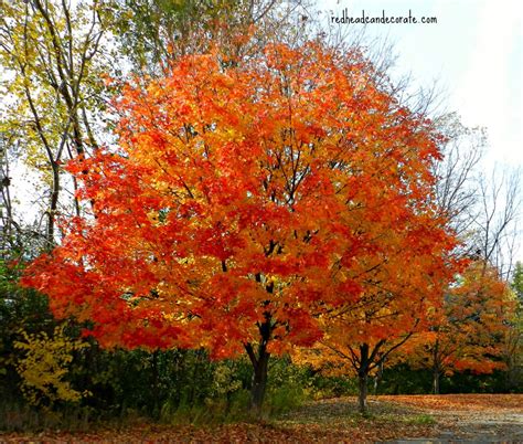 Michigan Fall Foliage Redhead Can Decorate