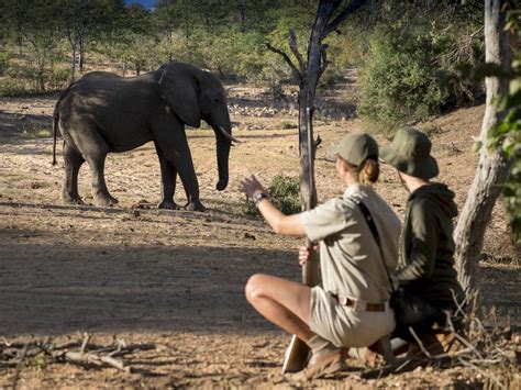 Timbavati Private Nature Reserve Luxury Safaris Timbavati Game Reserve