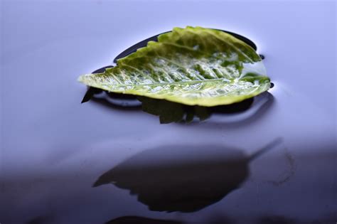 Leaf Float Water Free Photo On Pixabay