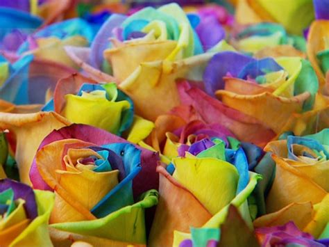 G1 Produtores Tentam Reproduzir Tintura Arco íris Em Flores De Holambra Sp Notícias Em