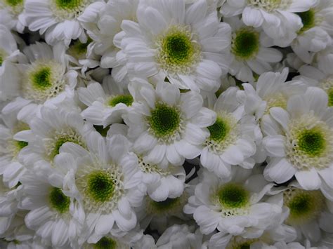 Images Gratuites Fleur Blanc Pétale Marguerite Vert Fermer
