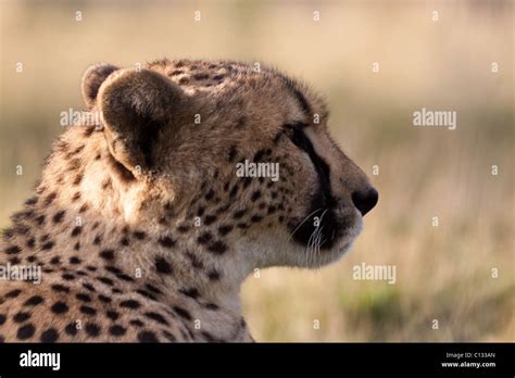 Profile Portrait Of A Cheetah Taken At West Midland Safari Park Stock