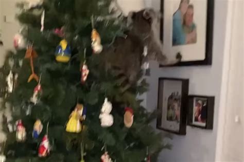 Fl Woman Finds Raccoon In Her Christmas Tree In Viral Video
