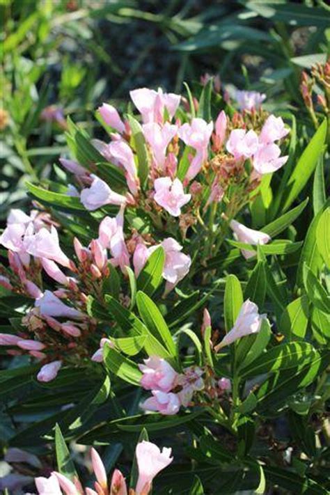 Nerium Oleander Petite Pink Devil Mountain Wholesale Nursery