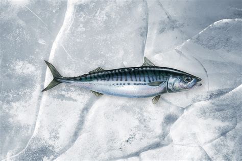 Atlantic Mackerel Icemar