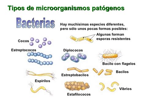 Clasificacion De Bacterias Como Se Clasifican Images