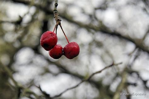 Hanging On Crabapples In Winter By Westernexposure Redbubble