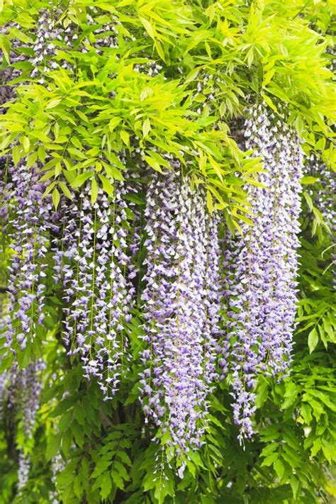 Wisteria Planting Pruning And How To Avoid Poor Flowering And Scale