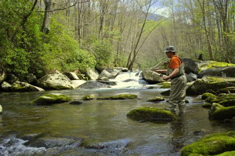 March Fly Fishing Great Smoky Mountains Trout Fishing Guides And Trips