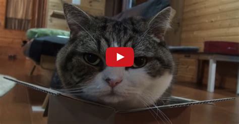 Maru Is In The Box We Love Cats And Kittens