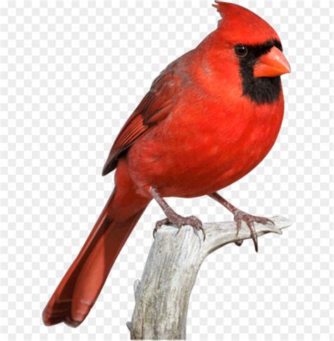 Free Download Hd Png Cardinal Bird Png Svg Free Download Red Cardinal
