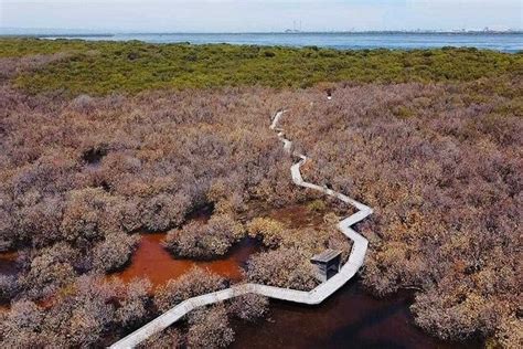 call for urgent action to prevent further dieback of adelaide s st kilda mangroves abc news