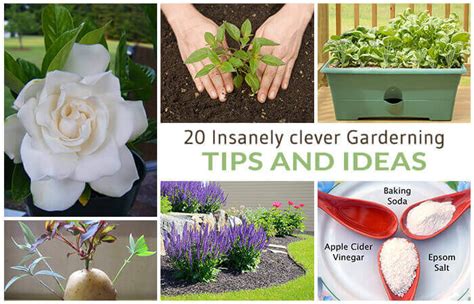 20 Insanely Clever Gardening Tips And Ideas Home Gardeners