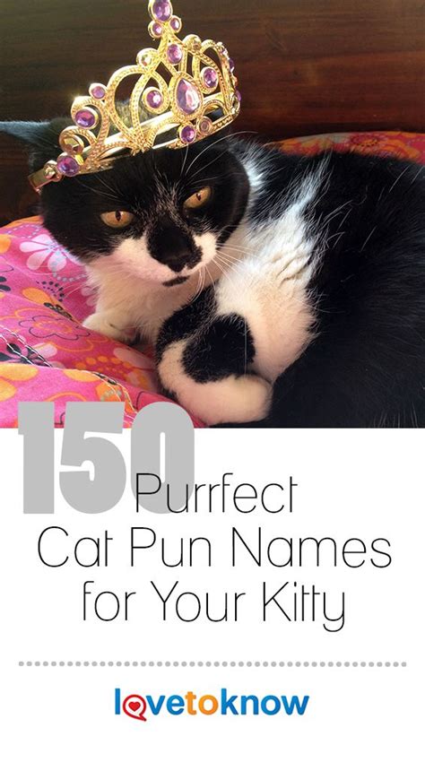 17 Best Photos Literary Cat Names Puns Top 100 Funny Cat Names