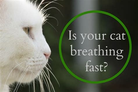 My Cat Is Breathing Fast What Should I Do Cats Cat Breath Heavy