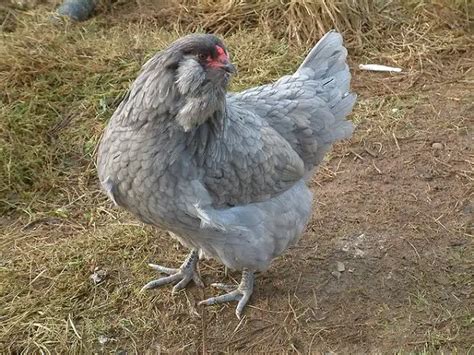 Ameraucana Chicken Breed Information Guide Livestocking