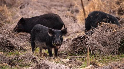 Where Can I Hunt Hogs In Florida For Free Hog Wild Where Florida Hogs