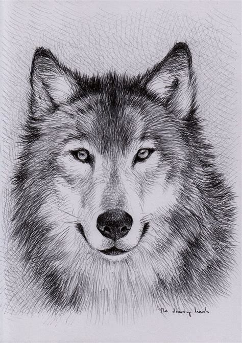 The 25 Best Wolf Drawings Ideas On Pinterest Awesome Drawings
