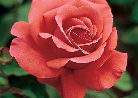 17 Of Our Favorite Fragrant Roses Flower Magazine